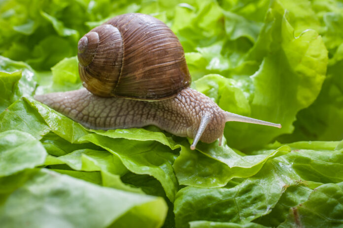 Eine Weinbergschnecke auf dem Salat.