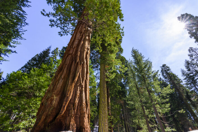 Sequoia Bäume im Sequoia National Park, Kalifornien