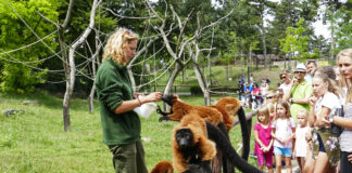 Zahlreiche Besucher laufen durch ein Affengehege eines Zoos. Eine Tierpflegerin kümmert sich derweil um die Affen und füttert sie alle.