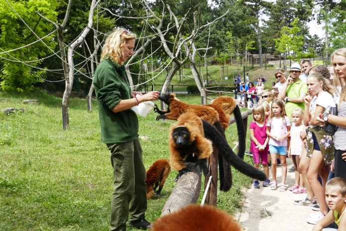Zahlreiche Besucher laufen durch ein Affengehege eines Zoos. Eine Tierpflegerin kümmert sich derweil um die Affen und füttert sie alle.
