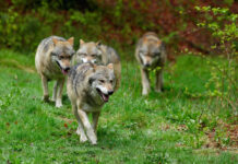 Ein Wolfsrudel mit vier verschiedenen Wölfen ist im Wald unterwegs. Die Tiere laufen über eine grüne Wiese und kommen aus dem Dickicht. Sie laufen entspannt, ohne ein bestimmtes Ziel vor Augen zu haben.