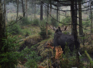 Elch im Wald.