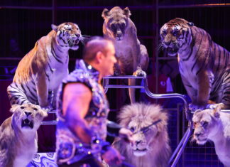 Ein Dompteur führt eine Show mit Tigern und Löwen in einem Zirkus auf.