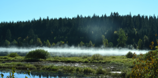 Nah an einem dichten Wald liegt ein kleiner Bach mit kristallklarem Wasser. Davor ist eine Wiese, von der in den frühen Morgenstunden Tau und Nebel aufsteigen und so eine bildhübsche Landschaft erschaffen.