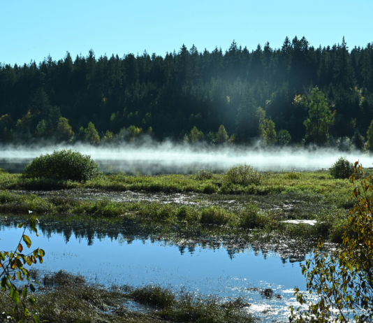 Nah an einem dichten Wald liegt ein kleiner Bach mit kristallklarem Wasser. Davor ist eine Wiese, von der in den frühen Morgenstunden Tau und Nebel aufsteigen und so eine bildhübsche Landschaft erschaffen.