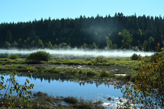 Nah an einem dichten Wald liegt ein kleiner Bach mit kristallklarem Wasser. Davor ist eine Wiese, von der in den frühen Morgenstunden Tau und Nebel aufsteigen und so eine bildhübsche Landschaft erschaffen.