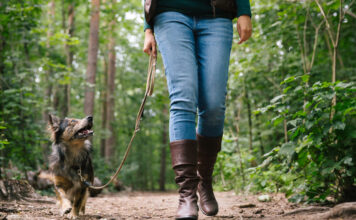 Eine Frau geht mit ihrem Hund im Wald Gassi. Der graue Hund ist an einer Leine und schaut zu ihr auf. Von ihr sieht man nur die Beine in Jeans-Hosen sowie die ledernen Stiefel. Bäume und Büsche im Hintergrund sind dicht bewachsen.