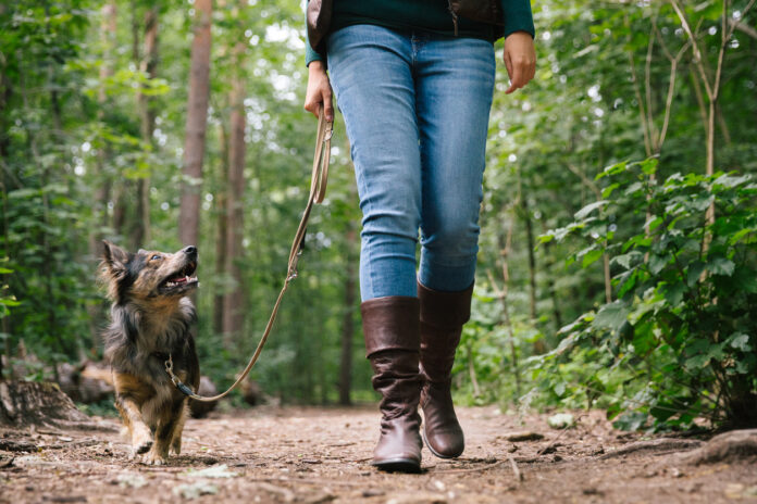 Eine Frau geht mit ihrem Hund im Wald Gassi. Der graue Hund ist an einer Leine und schaut zu ihr auf. Von ihr sieht man nur die Beine in Jeans-Hosen sowie die ledernen Stiefel. Bäume und Büsche im Hintergrund sind dicht bewachsen.