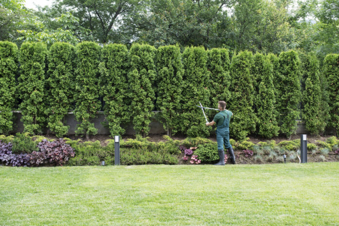 Ein Gärtner verpasst einer Hecke einen Heckenschnitt, die meterhoch ist und sich in einem sehr gepflegten Garten befindet. Vor der Hecke, die aus mehreren Bäumen besteht, befindet sich ein mit Blumen angelegtes Beet.