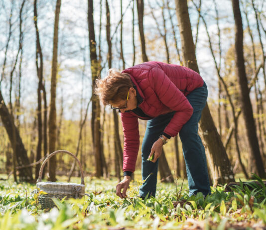 Eine ältere Dame in roter Jacke und Jeans sammelt Kräuter und Pilze vom Boden in einem Wald. Für die gesammelten Pflanzen steht ein Korb für den Transport auf dem Waldboden bereit.