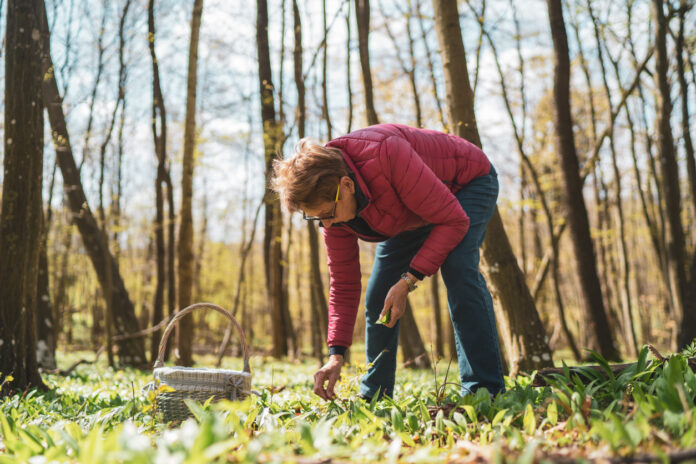 Eine Frau sammeln Kräuter und pflanzen vom Boden in einem Wald