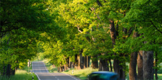 Ein Auto rast eine Landstraße herunter. Rund herum stehen Bäume.