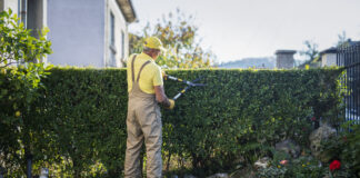 Ein alter Mann trimmt mit einer Heckenschere eine Hecke im Garten. Der Rest des Gartens sowie die Hecke selbst sind ordentlich und gepflegt. Die Sonne scheint.