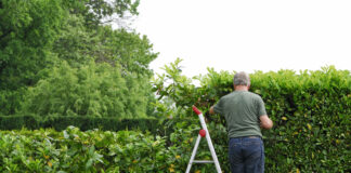 Ein älterer Mann mit grauem Haar steht auf einer Leiter aus Aluminium und schneidet eine Hecke zu. Man sieht ihn von hinten.