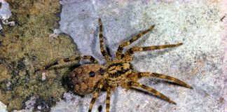 Eine Nosferatu-Spinne krabbelt auf einem Steinboden, der aussieht, als wäre er mit einer Eisschicht überzogen. Das Bild zeigt eine Nahaufnahme der Spinne, auf deren Rücken man die Zeichnung erkennen kann, wegen der die Spinne ihren Namen trägt.