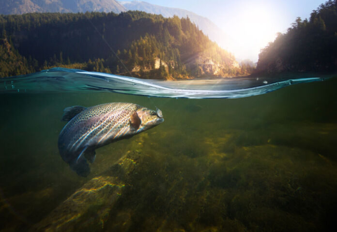 Vor einer malerischen Naturkulisse beim Sonnenaufgang im Wald wird ein im Wasser gefilmter Wildwasser-Fisch gerade mit einer Angel gefangen.