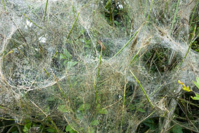 Auf einer Wiese sind Unmengen von weißen Spinnennetzen. Darauf liegt Tau. Unter dem Netz ist grünes Gras und Klee sichtbar.