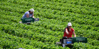 Mehrere Menschen bewegen sich durch die Reihen eines großen Erdbeerfeldes und pflücken die Frucht. Sie tun die Erdbeeren in einen Korb hinein, den sie bei sich tragen.