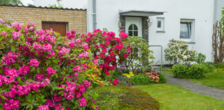 Ein großer Strauch mit pinkem Rhododendron steht in einem Vorgarten. Daneben ist eine grüne Wiese und ein weißes Haus. Die Blumen blühen. Im Hintergrund sieht man eine Eingangstür und einen gepflasterten Weg.