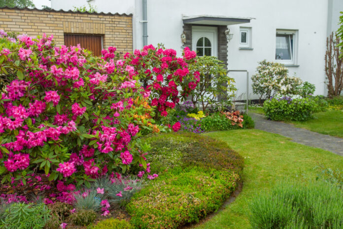 Ein großer Strauch mit pinkem Rhododendron steht in einem Vorgarten. Daneben ist eine grüne Wiese und ein weißes Haus. Die Blumen blühen. Im Hintergrund sieht man eine Eingangstür und einen gepflasterten Weg.