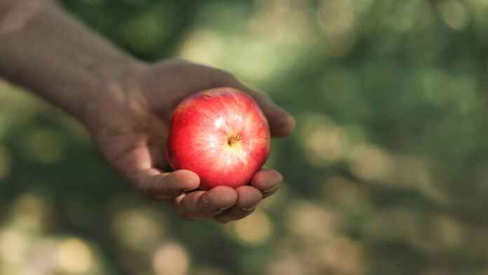 Eine offene Hand hält einen frischen, roten, gesunden, saftigen Apfel. Der grün-braune Hintergrund ist verschwommen, sieht aber nach natürlicher Umgebung aus.