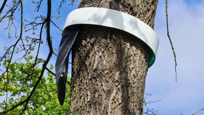 An einer Eiche hängt ein schwarzer Beutel, der mit einem Ring um den Baumstamm befestigt ist. Dies soll eine Falle gegen die Eichenprozessionsspinner und deren Raupen sein.