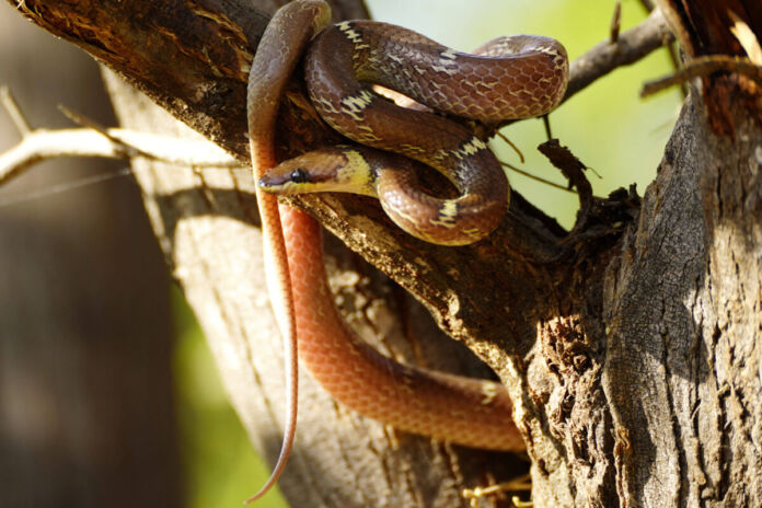 Eine Schlange mit brauner Haut hängt an einem Ast von einem Baum im Garten. Das Raubtier verbreitet sich in der Natur und ist gefährlich für Menschen.