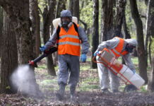 Zwei Männer in Schutzanzügen mit Atemmasken verteilen ein Pestizid oder Gift im Wald. Sie bekämpfen Schädlinge, Bakterien oder gefährliche Viren. Eine Plage breitet sich derzeit in Baden-Württemberg aus.