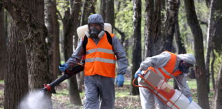 Zwei Männer in Schutzanzügen mit Atemmasken verteilen ein Pestizid oder Gift im Wald. Sie bekämpfen Schädlinge, Bakterien oder gefährliche Viren. Eine Plage breitet sich derzeit in Baden-Württemberg aus.