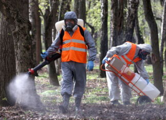 Zwei Männer in Schutzanzügen mit Atemmasken verteilen ein Pestizid oder Gift im Wald. Sie bekämpfen Schädlinge, Bakterien oder gefährliche Viren. Eine Plage breitet sich derzeit in Baden-Württemberg aus.