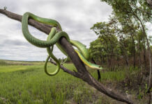 Ein große, grüne Schlage hängt auf einem Baum neben einem Feld. Die Schlange hat sich mehrfach um den Ast gewickelt. Es kann sich hierbei um eine Giftschlange in freier Wildbahn handeln.