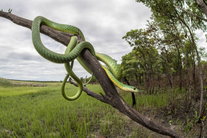 Ein große, grüne Schlage hängt auf einem Baum neben einem Feld. Die Schlange hat sich mehrfach um den Ast gewickelt. Es kann sich hierbei um eine Giftschlange in freier Wildbahn handeln.