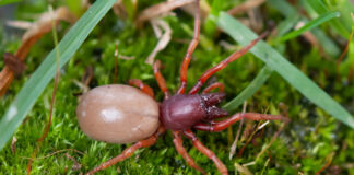 Eine rote Spinne mit markanten roten Beinen und einem großen Körper krabbelt durch den Garten über Moos hinweg. Sie hat eine deutliche dunkelrote Farbe, die ins Hellrote ausläuft.