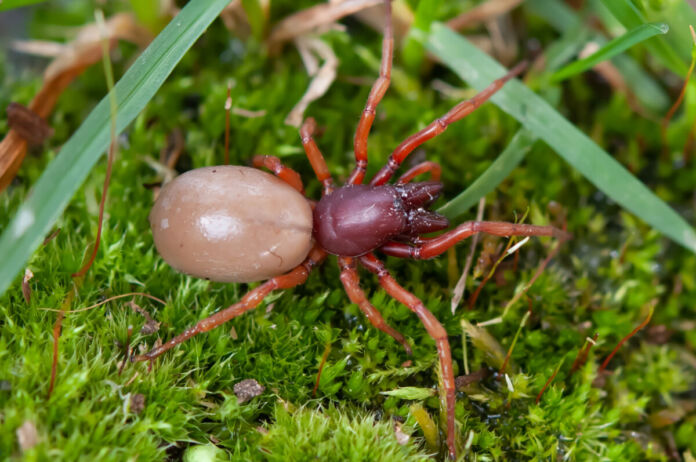 Eine rote Spinne mit markanten roten Beinen und einem großen Körper krabbelt durch den Garten über Moos hinweg. Sie hat eine deutliche dunkelrote Farbe, die ins Hellrote ausläuft.
