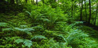 Tief im Wald dringt wenig Licht durch die Baumkronen. Im Fokus sind wild wachsende Pflanzen und Büsche. Im Hintergrund stehen Bäume. Die Natur ist ursprünglich und unberührt so wie in Urzeiten.