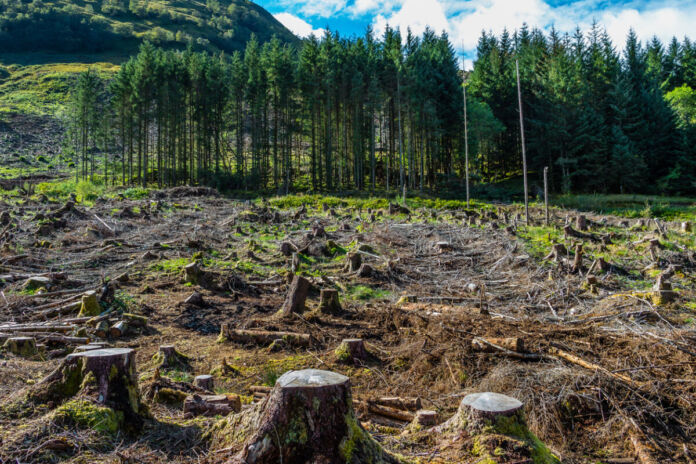 Viele Bäume wurden abgeholzt. Man sieht nur noch die Baumstumpfe und die Äste, die daneben liegen. Im Hintergrund stehen noch einige Bäume, die nicht gefällt wurden. Im Hintergrund erheben sich die Berge.