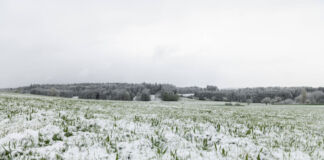 Eine weite Wiese ist mit einer Schicht von feinem Schnee bedeckt. Hinter dem Feld in der Ferne stehen viele Bäume. Die Schafskälte hat Deutschland wohl im Juni im Griff.