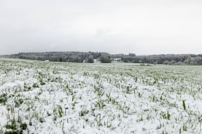 Eine weite Wiese ist mit einer Schicht von feinem Schnee bedeckt. Hinter dem Feld in der Ferne stehen viele Bäume. Die Schafskälte hat Deutschland wohl im Juni im Griff.