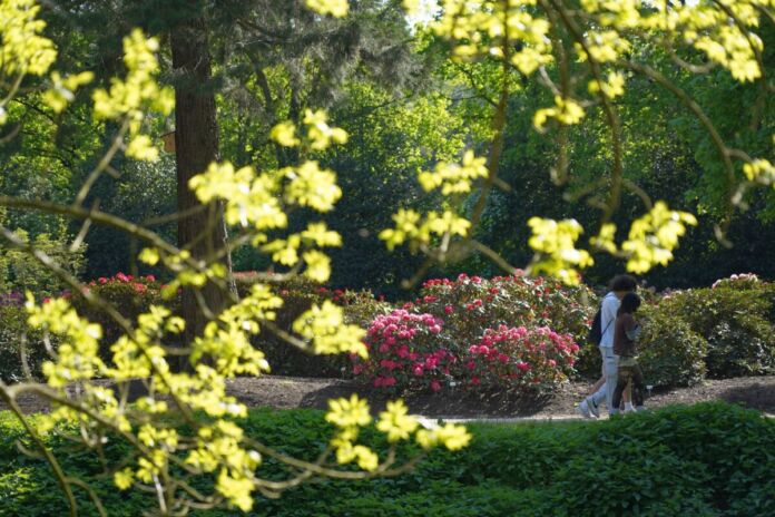 Ein Strauch mit gelben Blumen blüht in einem Park. Dahinter sind weitere, pinke Blumen zu sehen und Personen, die sich in der Natur aufhalten.