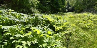 Eine große Dolde Riesenbärenklau, ein giftiges Unkraut, das für den Menschen sehr gefährlich ist. Hier wächst er auf einer Wiese mitten im Wald und sieht recht unscheinbar aus.