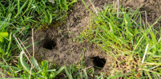 Mehrere runde Löcher sind scheinbar von einem Tier in die Erde gebuddelt worden. Rund um die Stellen ist dichtes Grad auf einer Wiese zu sehen und die Löcher scheinen tief genug für Mäuse oder Ratten oder Erdhummeln zu sein.