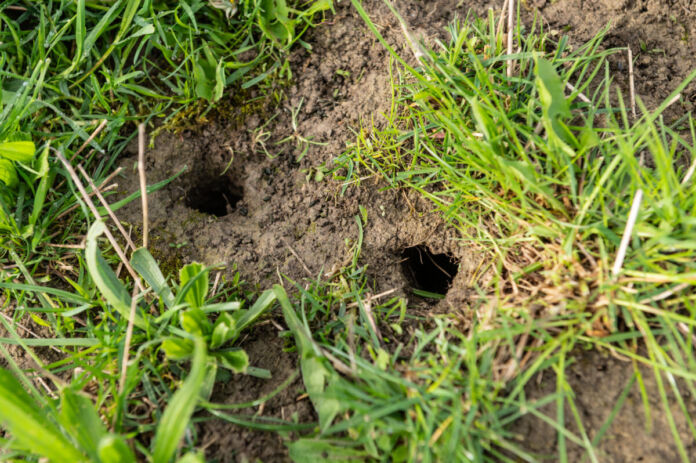 Mehrere runde Löcher sind scheinbar von einem Tier in die Erde gebuddelt worden. Rund um die Stellen ist dichtes Grad auf einer Wiese zu sehen und die Löcher scheinen tief genug für Mäuse oder Ratten oder Erdhummeln zu sein.