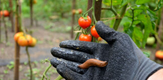 Zu sehen ist die Hand eines Gärtners, der auf seinem Handschuh eine rotbraune Nacktschnecke hält. Er steht wohl inmitten eines Gartens voller Tomatenpflanzen. An den Pflanzen im Hintergrund hängen pralle rote und orange Tomaten. Die Schnecke ist mehrere Zentimeter lang und die Umgebung scheint sehr feucht zu sein.