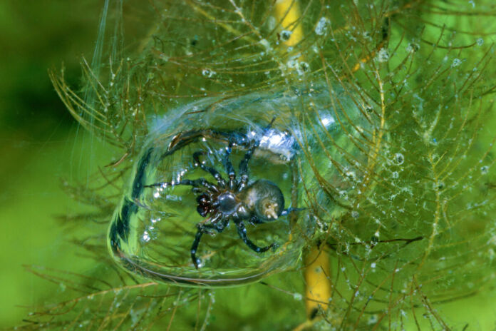 Eine dicke, schwarze Spinne befindet sich in Ästen in einer Luftblase, die wie eine Taucherglocke funktioniert. Man sieht deutlich den runden Körper der Spinne sowie ihre acht haarigen Beine, die sich in der Wasserblase befinden.