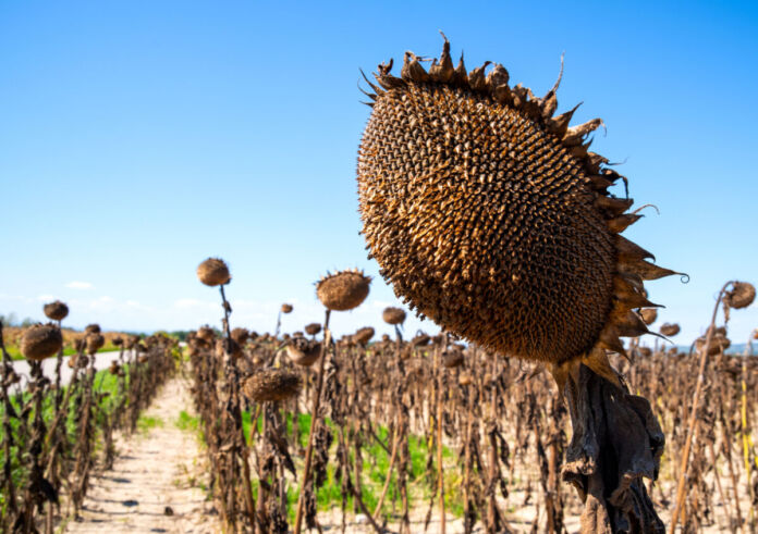 Ein Feld von Sonnenblumen mitten im Sommer. Die Blumen sind alle vertrocknet. Der Himmel ist strahlend blau und im Hintergrund kann man erkennen, dass es sehr warm ist. Offenbar herrscht eine Dürre.