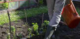 Ein Mensch in Gummistiefeln läuft durch ein Beet im Garten. Er hält eine Gießkanne in der Hand und bewässert offenbar Tomaten. Im Hintergrund kann man Rasen erkennen.