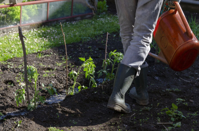 Ein Mensch in Gummistiefeln läuft durch ein Beet im Garten. Er hält eine Gießkanne in der Hand und bewässert offenbar Tomaten. Im Hintergrund kann man Rasen erkennen.