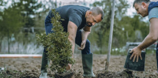 Zwei Männer bei der Arbeit. Gemeinsam pflanzen sie einen Baum. Dazu graben sie ein Loch in die Erde, stecken den Setzling hinein und verschließen das Loch wieder. Dann gießen sie den Baum.