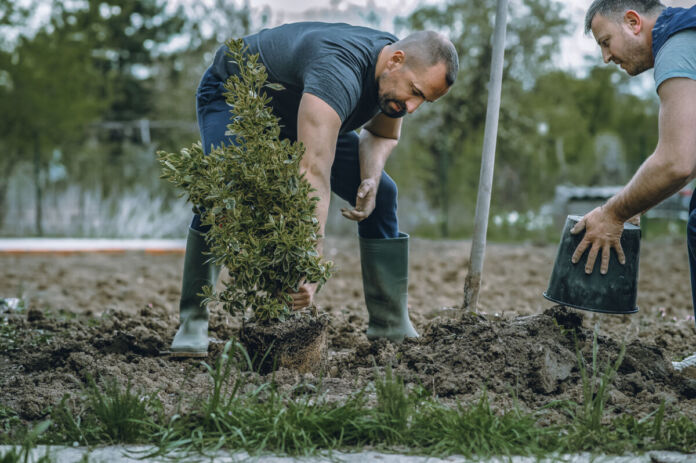 Zwei Männer bei der Arbeit. Gemeinsam pflanzen sie einen Baum. Dazu graben sie ein Loch in die Erde, stecken den Setzling hinein und verschließen das Loch wieder. Dann gießen sie den Baum.