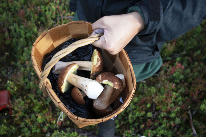 Frau hält einen Korb voll mit frisch gesammelten Pilzen aus dem Wald in der Hand. Sie trägt einen Pulli plus Regenjacke.